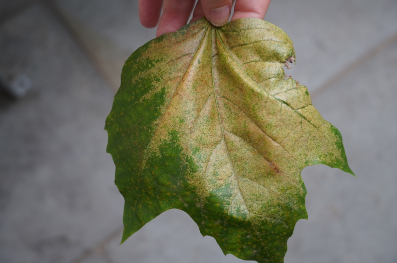 Plane lace bug leaf damage showing discolouration of much of the leaf