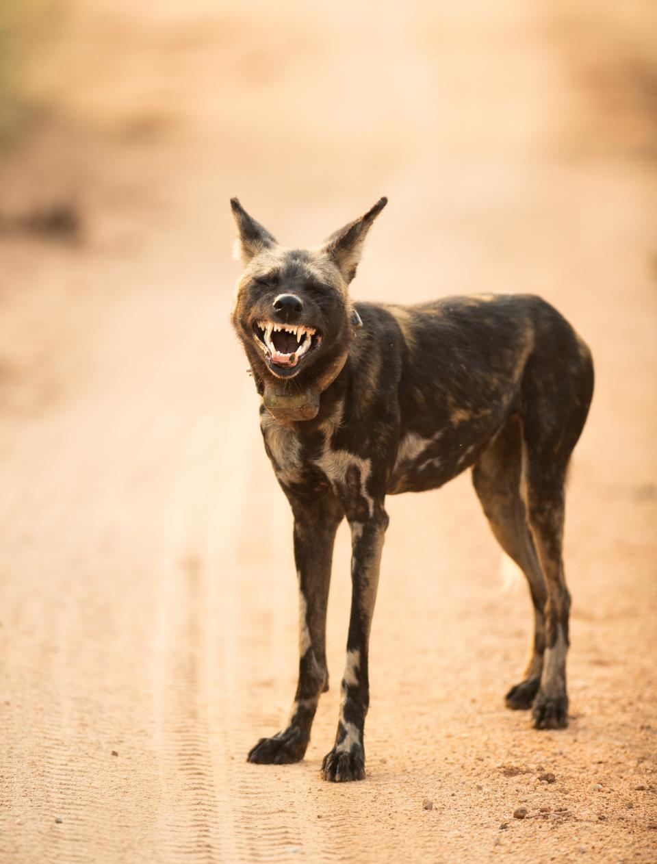 "What Nice Teeth You Have" by Henry Keepin.