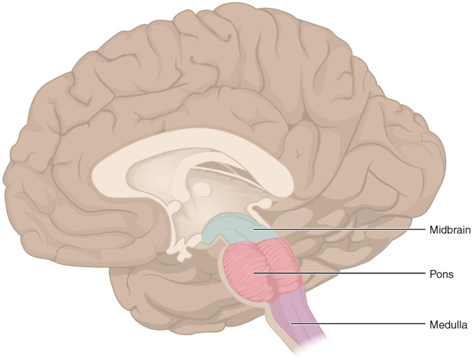 The periaqueductal gray is a section of gray matter located in the midbrain section of the brainstem. <a href="https://en.wikipedia.org/wiki/Brainstem#/media/File:1311_Brain_Stem.jpg" rel="nofollow noopener" target="_blank" data-ylk="slk:Wikimedia/OpenStax;elm:context_link;itc:0;sec:content-canvas" class="link ">Wikimedia/OpenStax</a>, <a href="http://creativecommons.org/licenses/by-sa/4.0/" rel="nofollow noopener" target="_blank" data-ylk="slk:CC BY-SA;elm:context_link;itc:0;sec:content-canvas" class="link ">CC BY-SA</a>