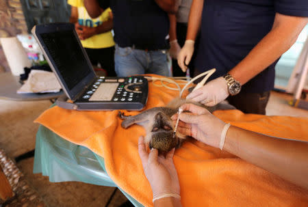 Members of Four Paws International team examine a monkey before it is taken out of Gaza, at a zoo in Khan Younis in the southern Gaza Strip August 23, 2016. REUTERS/Ibraheem Abu Mustafa