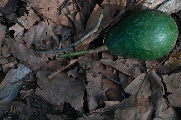 aguacate-Michoacan