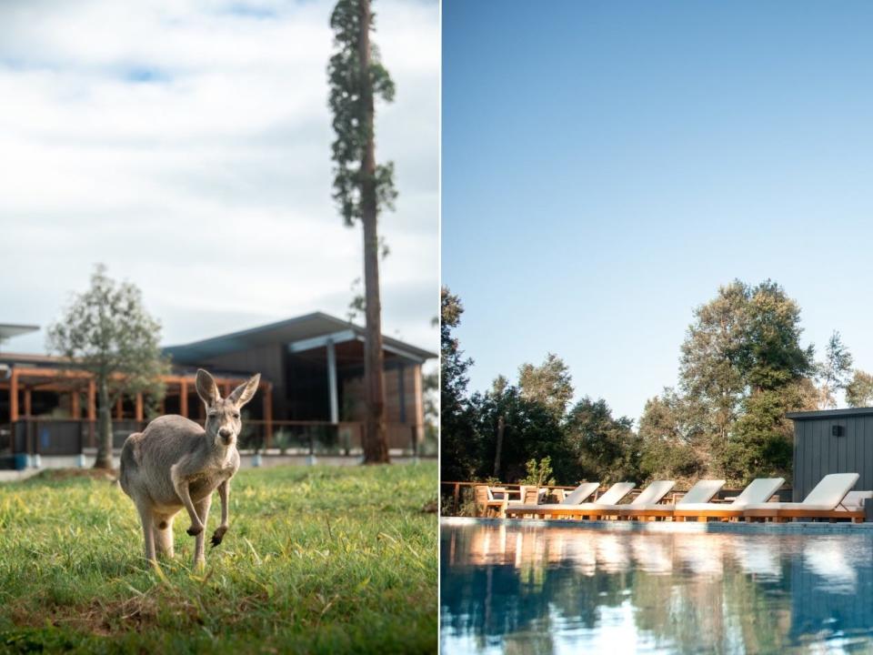 The pool provides views of kangaroos and koalas.