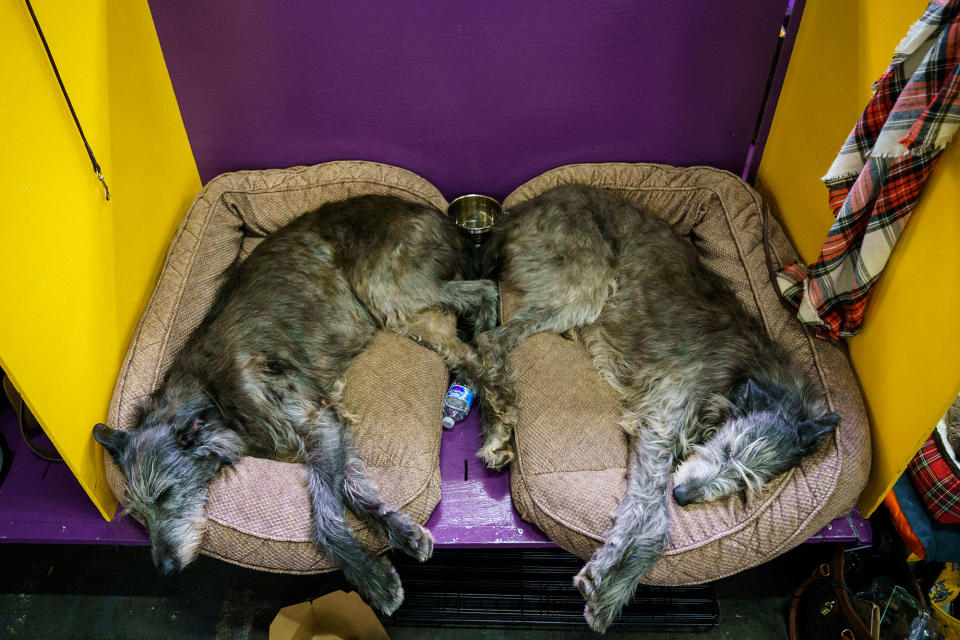 Two Irish wolfhounds sleep in the grooming area