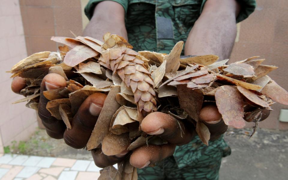 An Ivorian wildlife agent holds up confiscated pangolin scales -  THIERRY GOUEGNON/REUTERS