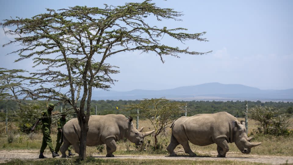 Die weiblichen Nördlichen Breitmaulnashörner Fatu (links) und Najin (rechts), die letzten beiden Nördlichen Breitmaulnashörner auf dem Planeten, grasen am 23. August 2019 in ihrem Gehege im Ol Pejeta Conservancy in Kenia. Beide sind nicht zur natürlichen Fortpflanzung fähig.  -Ben Curtis/AP