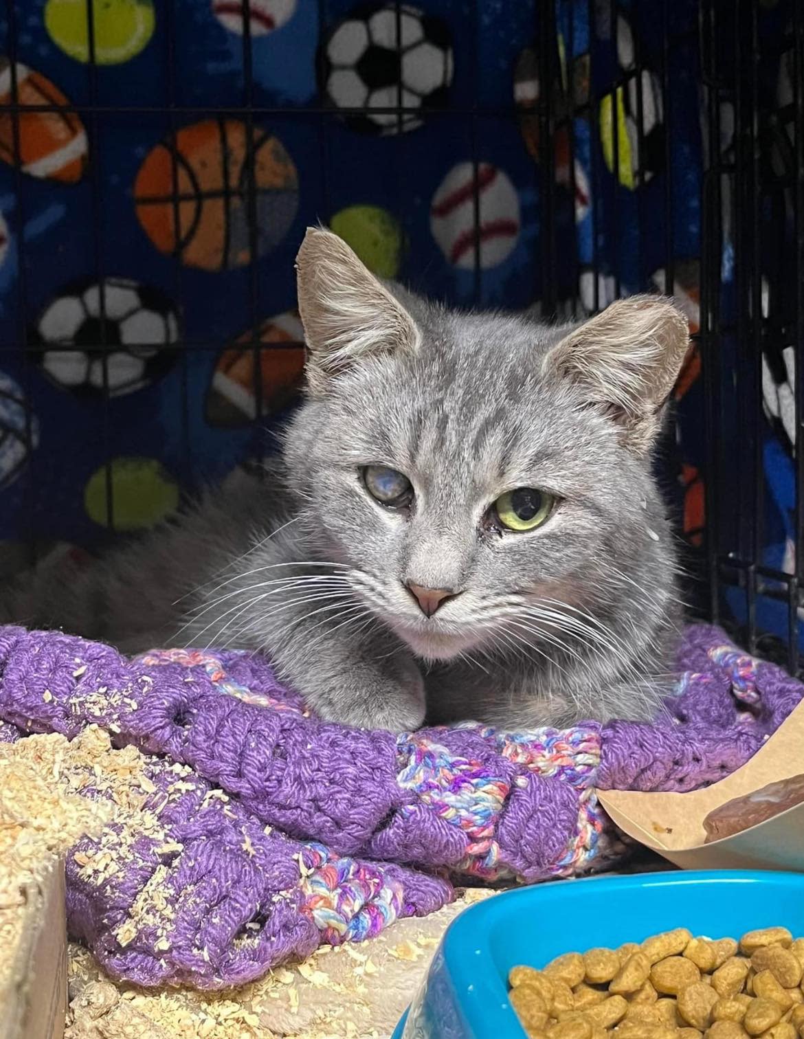 Mojito, a friendly cat found in a feral colony during a TNR project in Cumberland County, is waiting patiently for a rescue to find him a permanent forever home.