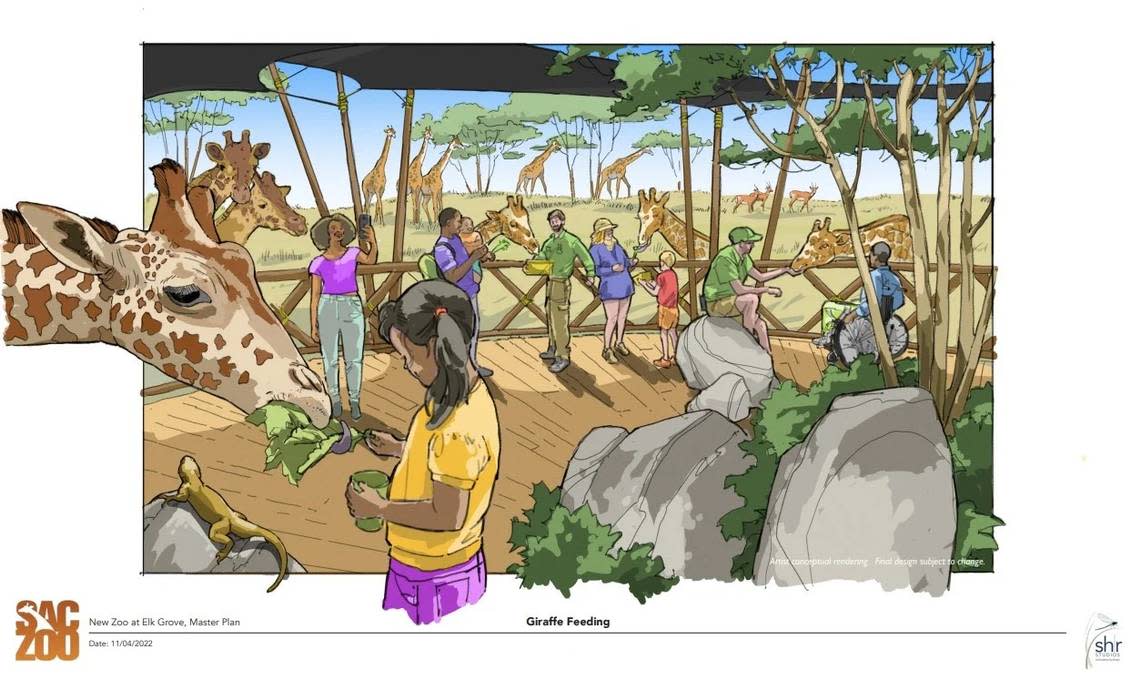 A conceptual rendering released in November 2023 by Sacramento Zoological Society shows a giraffe feed at the proposed relocated zoo in Elk Grove. Sacramento Zoo/Mangolin Creative/SHR Studios