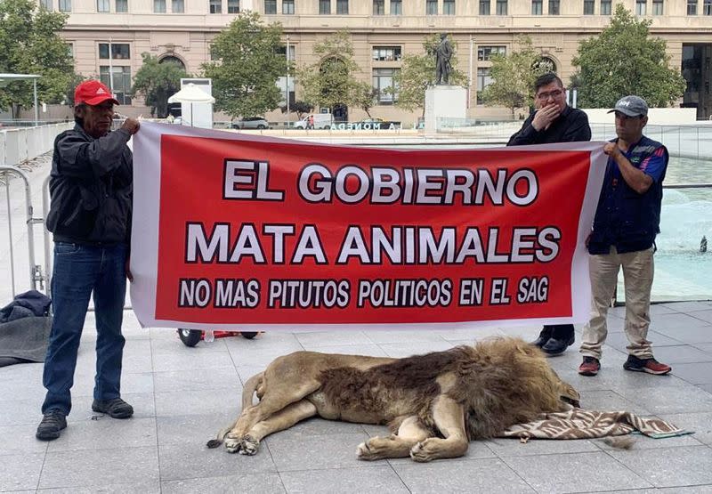 Protesters lay dead lion in front of Chile's presidential palace in Santiago