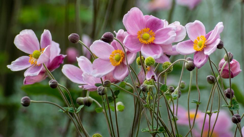 Anemones