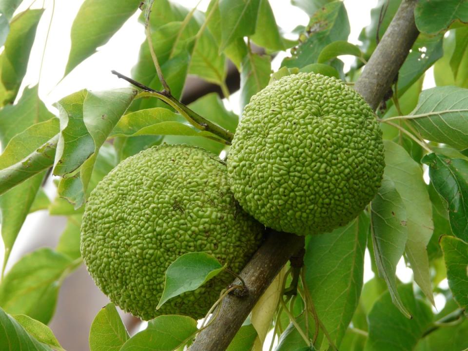 El jackfruit, sustituto posible del chocolate.