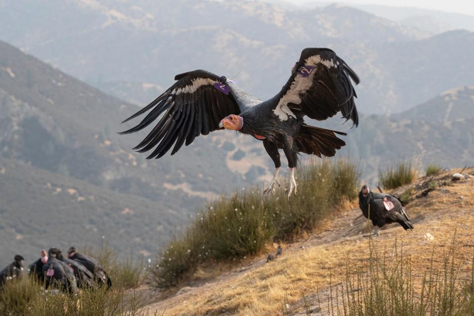 A California condor spreads its wings.