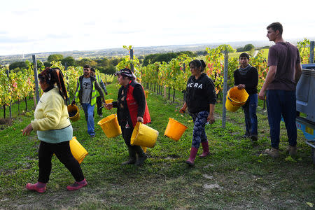 FILE PHOTO: Migrant workers pick grapes at a vineyard in Aylesford, Kent, Britain, October 2, 2018. REUTERS/Dylan Martinez/File Photo