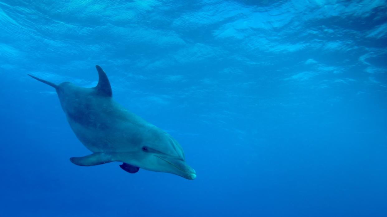 dolphin-in-caribbean-sea-picture-id1215405022