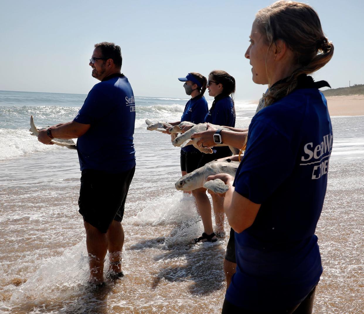 SeaWorld Rescue Team releases 10 Kemp's ridley sea turtles into the ocean at Canaveral National Seashore on Friday, March 4, 2022, in New Smyrna Beach. The sea turtles were rescued in Cape Cod, Massachusetts and rehabilitated by the SeaWorld Orlando Rescue Team for three months. Kemp's ridley are the most endangered sea turtle species, said SeaWorld animal care specialist Nicholas Ricci.