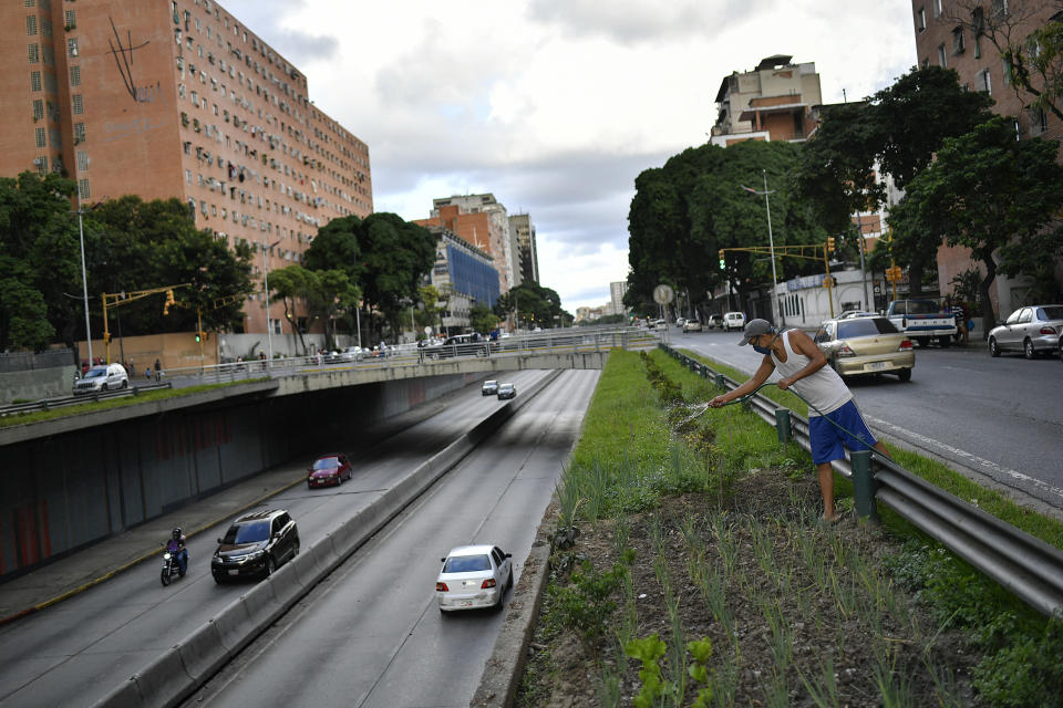 Santos Rodríguez riega su huerto urbano que plantó en un espacio junto a la Avenida Libertador, ubicada frente al edificio de departamentos donde reside en Caracas, Venezuela, el jueves 27 de agosto de 2020. Cada vez son más las personas que siembran plantas comestibles en plena capital venezolana para aliviar sus finanzas ante los elevados precios de las hortalizas y frutas. Otros se animan al cultivo urbano para aliviar tensiones en medio de una larga cuarentena decretada para contener la propagación del coronavirus. (Foto AP/Matías Delacroix)