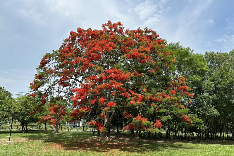 台南水道博物館「花王」花況不理想 台南山上花園水道博物館園區內鳳凰木群陸續開花， 被稱為「花王」的8公尺高大樹，今年疑因經歷多場 風雨，加上氣溫變化影響花期，花況不如往年壯觀。 （台南市文化局提供） 中央社記者楊思瑞台南傳真  113年5月26日 