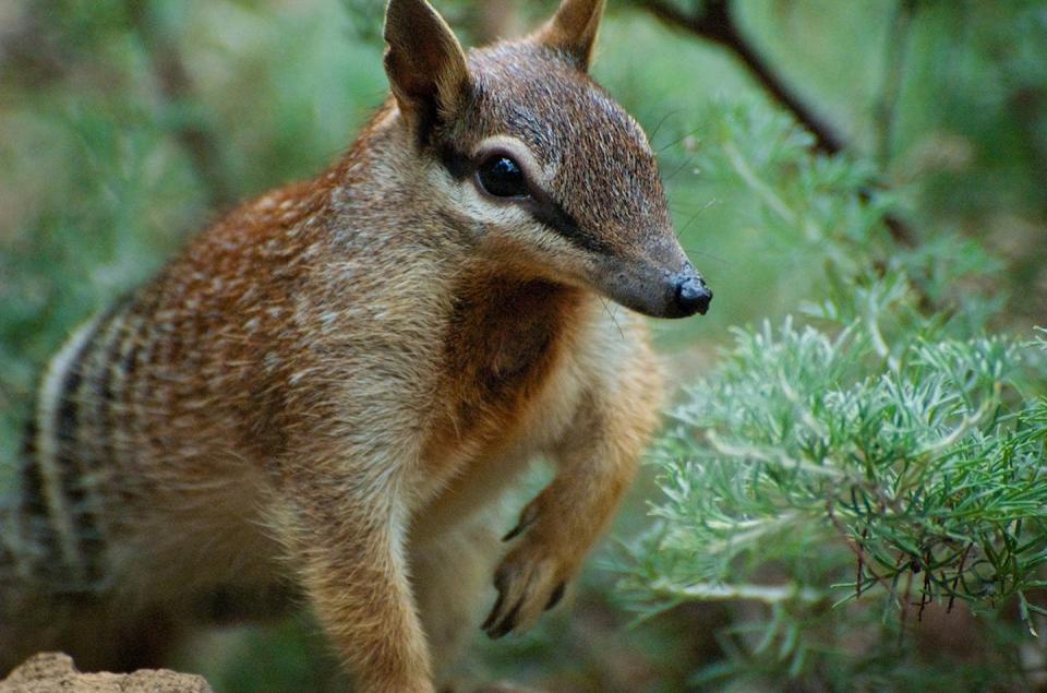 The numbat is one of many native animals in south-western Australia with a natural tolerance of poison baits, as the active ingredient is found in local plants. <a href="https://commons.wikimedia.org/wiki/File:Numbat_Face.jpg" rel="nofollow noopener" target="_blank" data-ylk="slk:Helenabella/Wikimedia Commons;elm:context_link;itc:0;sec:content-canvas" class="link ">Helenabella/Wikimedia Commons</a>, <a href="http://creativecommons.org/licenses/by-sa/4.0/" rel="nofollow noopener" target="_blank" data-ylk="slk:CC BY-SA;elm:context_link;itc:0;sec:content-canvas" class="link ">CC BY-SA</a>