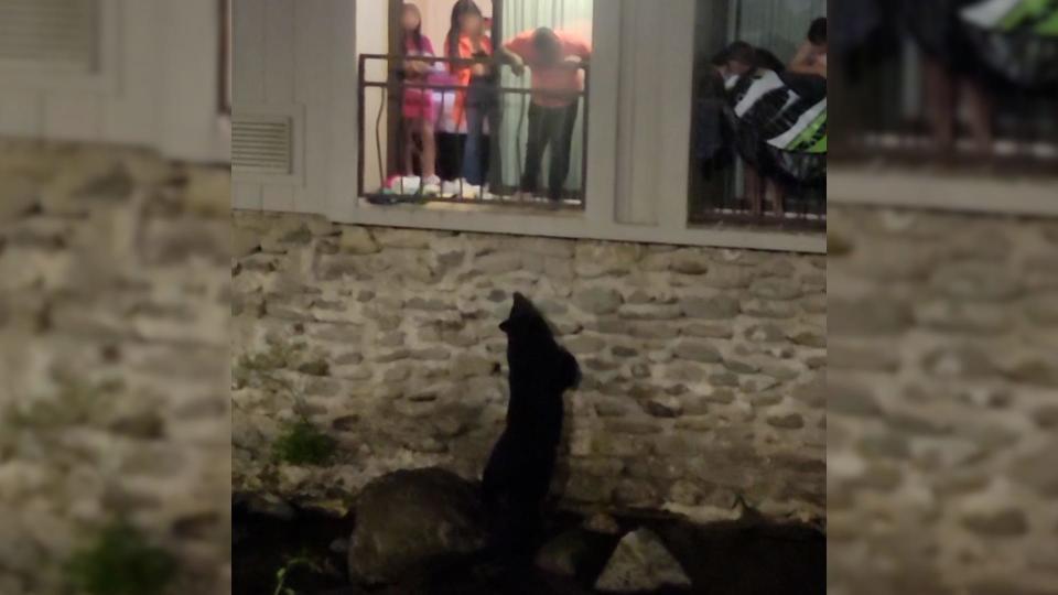 Lodge guests feed bears from their balconies.