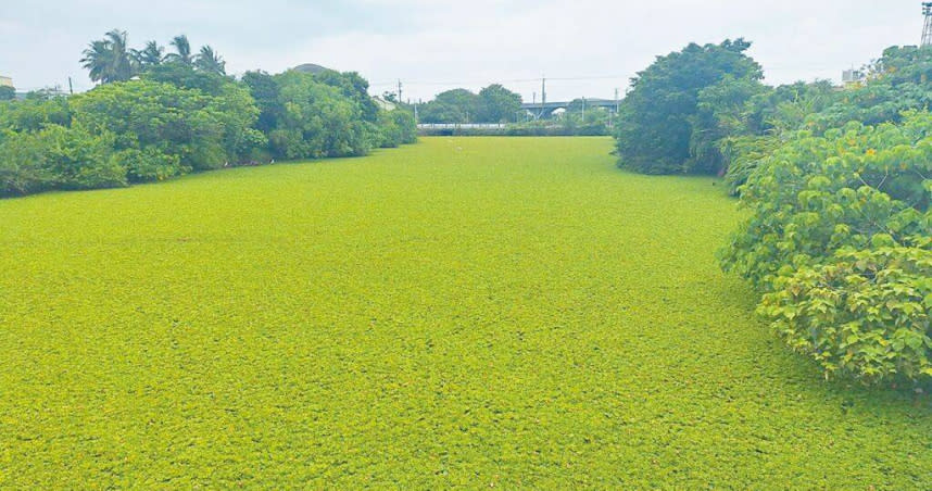 台南市善化區東勢寮親水公園3.2公頃水域遭「水芙蓉」占滿，當地居民憂心孳生蚊蟲，要求清除。（圖／報系資料照）