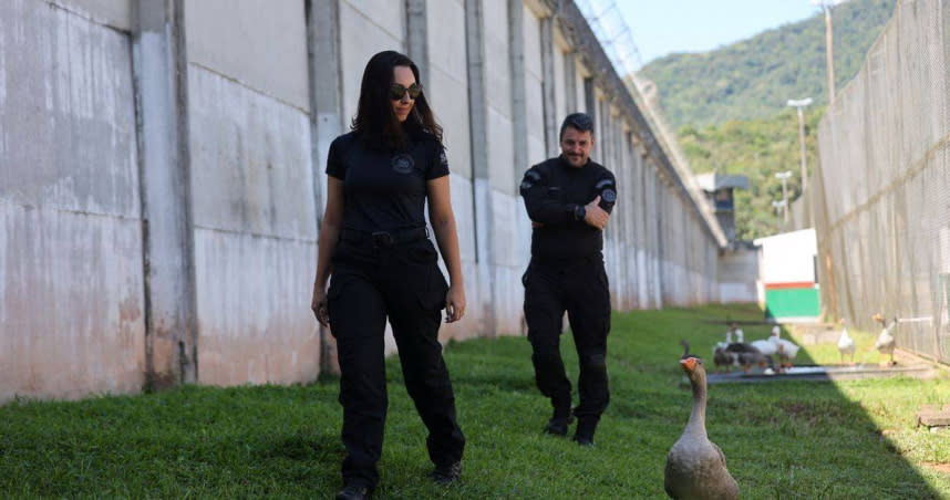 巴西一所監獄養了一群鵝當巡守，當有人敢越獄，牠們就會呼叫獄卒來抓人。（圖／翻攝自推特）