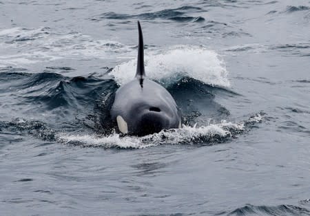 A killer whale swims in the sea near Rausu