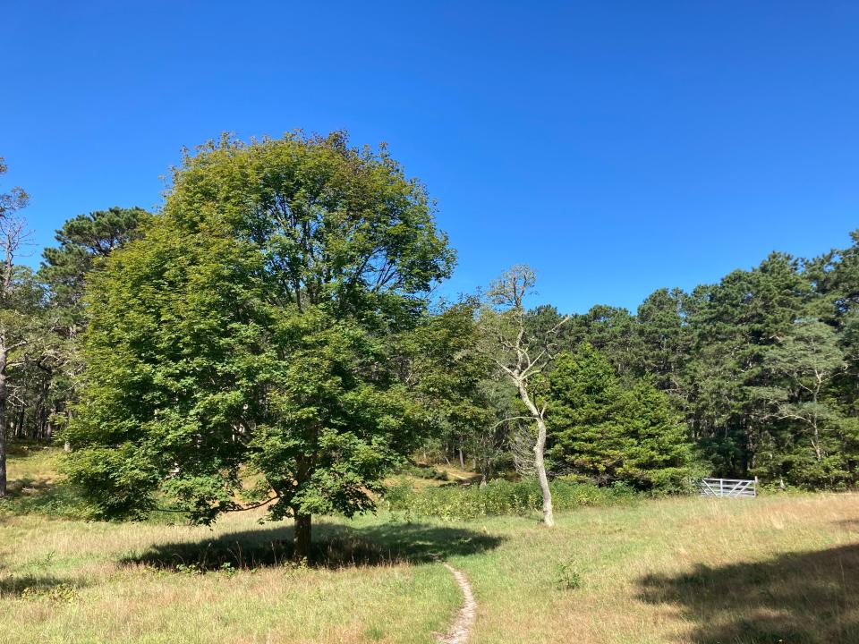 A pleasant meadow at the Mothers Bog Aquifer Protection Area in Brewster.