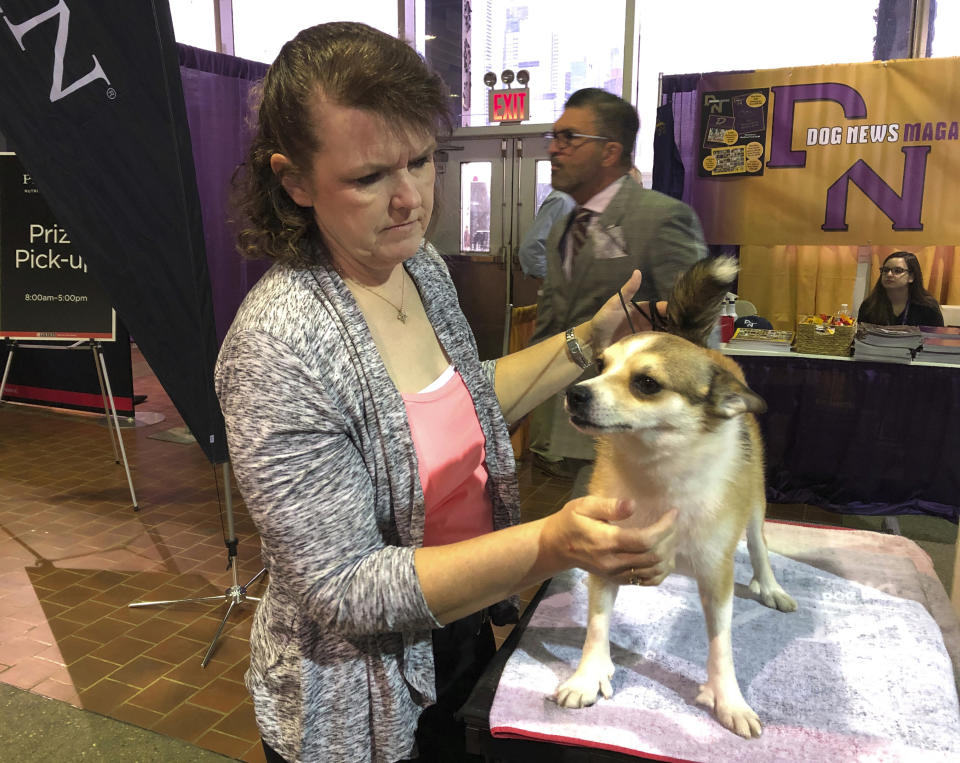 FILE - In this Feb. 11, 2019, file photo, Tracy Rousseau of Franktown, Colo., pets Eva, a Norwegian lundehund, as they wait to compete at the Westminster Kennel Club dog show in New York. Rousseau, her husband, Peter, and their dogs are not going to make it to the upcoming Westminster show, partly because of complexities arising from the coronavirus pandemic. (AP Photo/Jennifer Peltz, File)