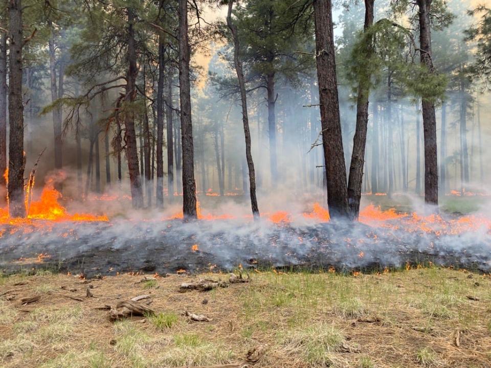 A section of the Volunteer Fire's containment line burns in the Coconino National Forest on June 2, 2023.