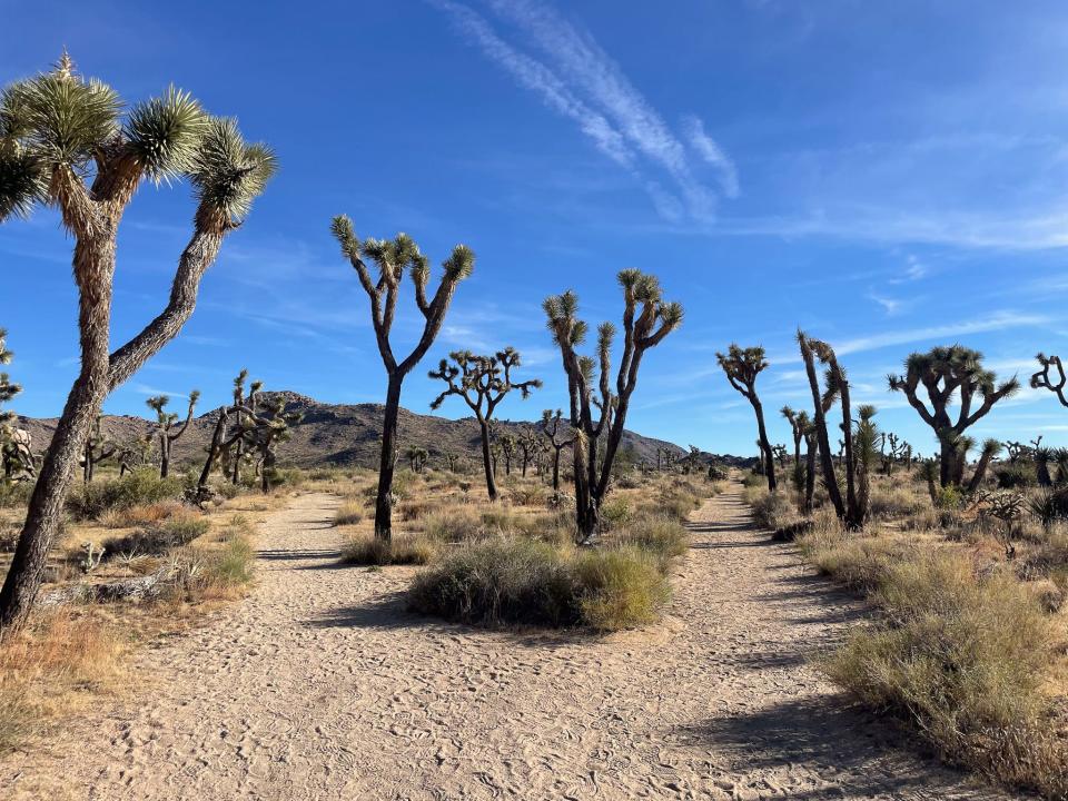 Part of the Wall Street Mine site in Joshua Tree National Park, California.