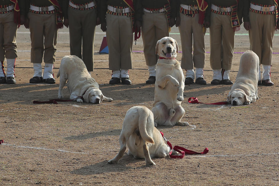 Indian Railway Protection Force (RPF) dog squad displays skills during Republic Day celebrations in Hyderabad, India, Sunday, Jan. 26, 2020. Sunday's event marks the anniversary of the country's democratic constitution taking force in 1950. (AP Photo/Mahesh Kumar A.)