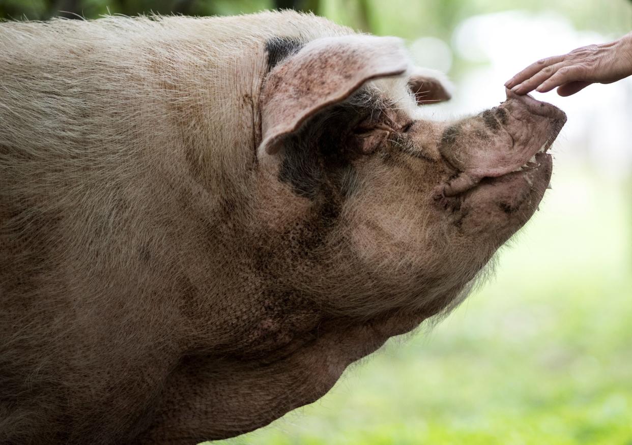 This file photo taken on 25 April, 2018, shows a pig known as 