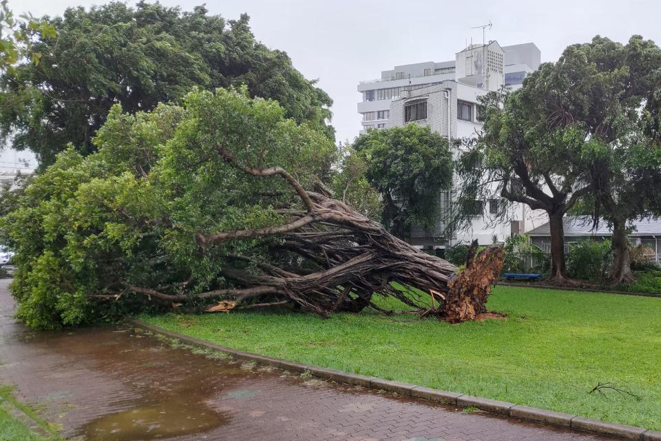 沖繩縣那霸市，一棵樹2日被颱風卡努帶來的強風連根拔起，倒在一邊。（法新社）