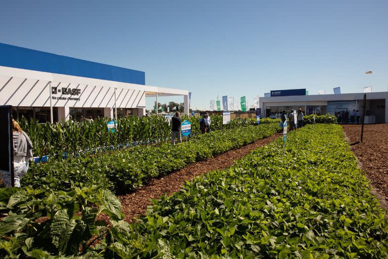 El plot de Basf en la muestra