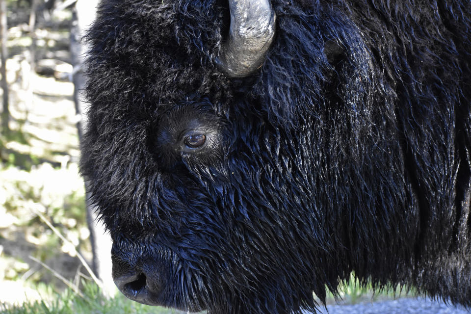 FILE - A bison is seen walking along a road in Wyoming's Hayden Valley, June 22, 2022, in Yellowstone National Park. U.S. Interior Secretary Deb Haaland says her agency will work to restore more large bison herds to Native American land. (AP Photo/Matthew Brown,File)