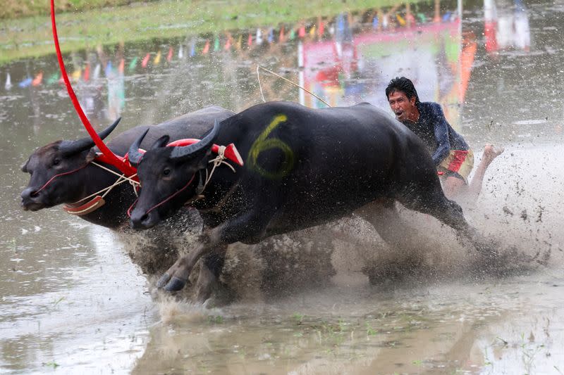Thais race water buffaloes to mark the start of rice cultivation season amid El Nino-induced drought warning