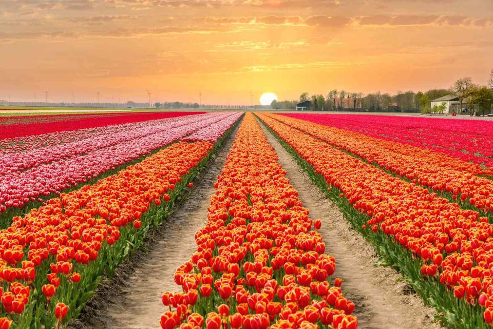 tulip-field-sunrise-spring-equinox