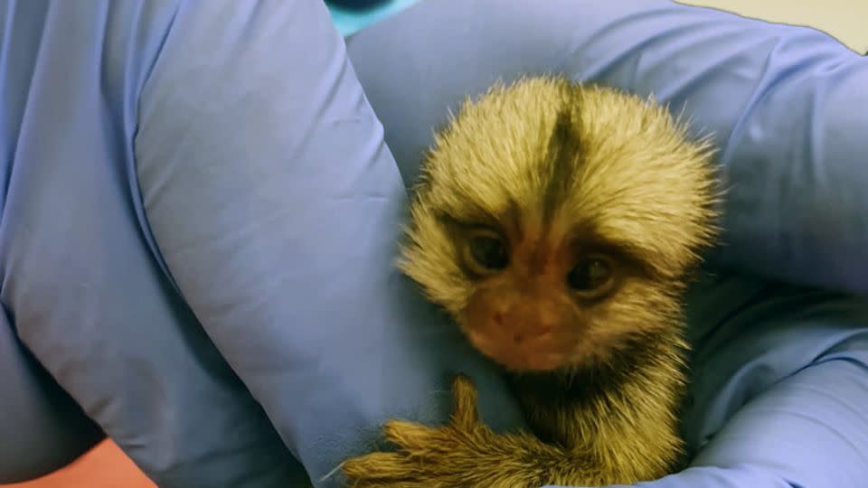 A baby marmoset in a study conducted by a team from the Hebrew University. - David Omer Lab