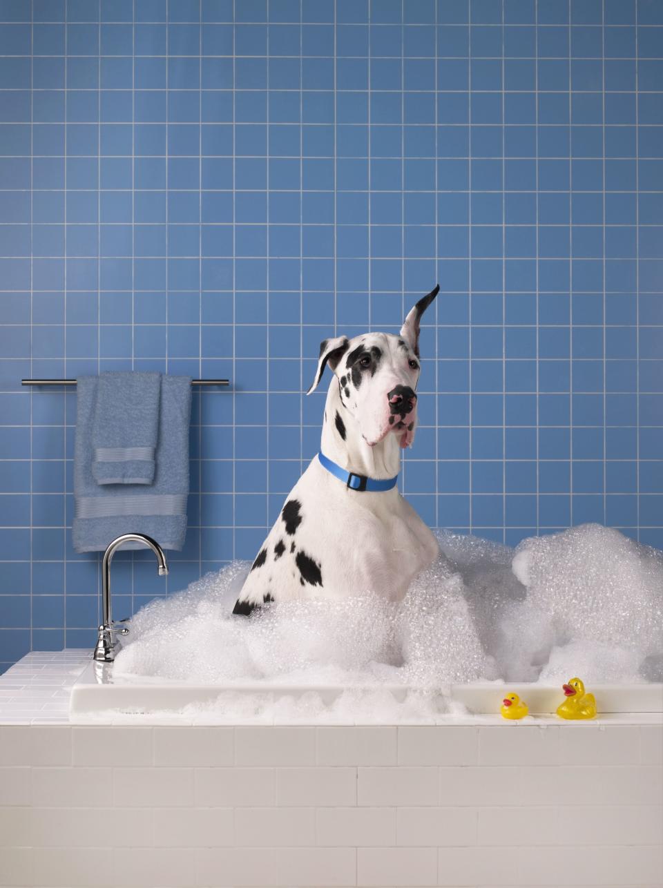 <p>If your pet shampoo has been leaving your pup smelling like, well, a wet dog, then it's time for an upgrade. However, finding the right dog shampoo isn't as easy as it sounds. As you may have figured out, many dog shampoos promise more than they can deliver. "The FDA does not regulate grooming aids (pet cosmetics) unless they are a drug, meaning they are intended for medical purposes," explains<strong> <a href="https://www.goodhousekeeping.com/author/12432/birnur-aral-phd/" rel="nofollow noopener" target="_blank" data-ylk="slk:Birnur Aral, Ph.D.;elm:context_link;itc:0;sec:content-canvas" class="link ">Birnur Aral, Ph.D.</a>,</strong> Director of the Good Housekeeping Institute's Health, Beauty and Environmental Sciences Lab. "Therefore, the barrier to entry into this market is even lower than that for cosmetics, which in short are defined as products intended for beautifying and cleansing of human skin, hair and nails. This has recently led to an explosion of pet grooming brands, for that matter dog shampoo products, in the market."</p><p>Basically, you should be looking for the same thing in dog shampoos that you look for in human shampoos — to remove dirt and oil. Also, a vet's recommendation doesn't hurt. "When choosing a dog shampoo, we recommend that consumers rely on their veterinarians for guidance or use products from established brands," says Aral. "After all, a shampoo’s main function, whether for humans or pets, is to clean hair and underlying skin. Clean hair and coat will be shinier when there is no dirt and oil which are known to dull the appearance of the hair fibers." To keep your four-legged friends happy and clean, here are the best dog shampoos to buy.</p>