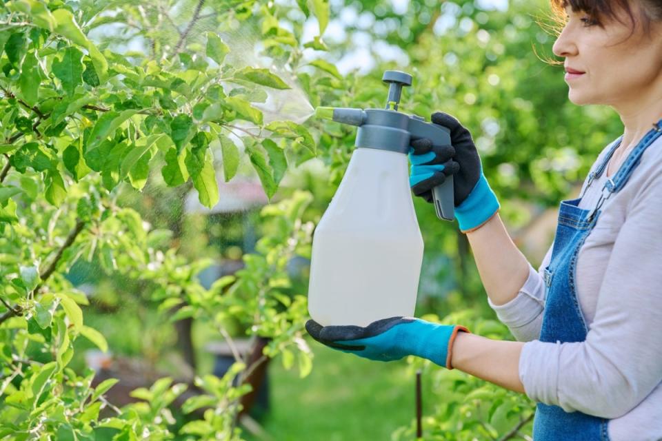 Woman using a garden sprayer to spray a fruit tree.