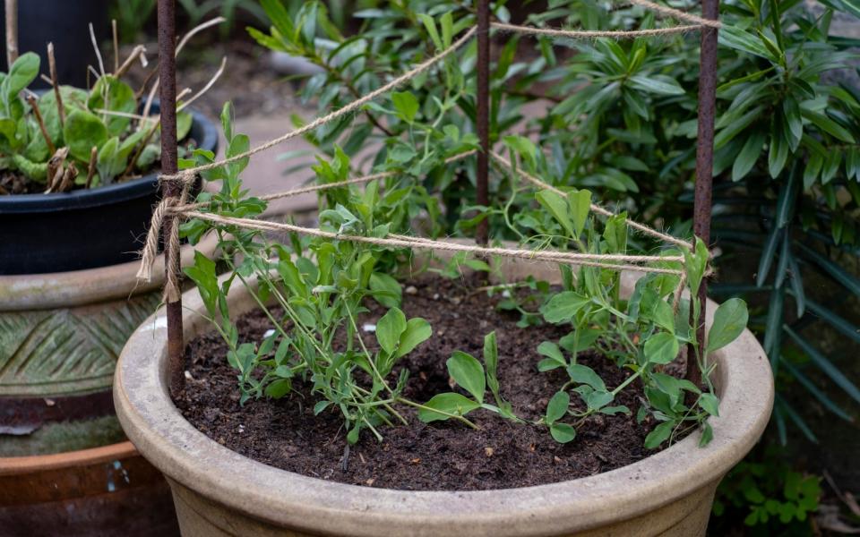 Sweet peas on a frame  - Andrew Crowley