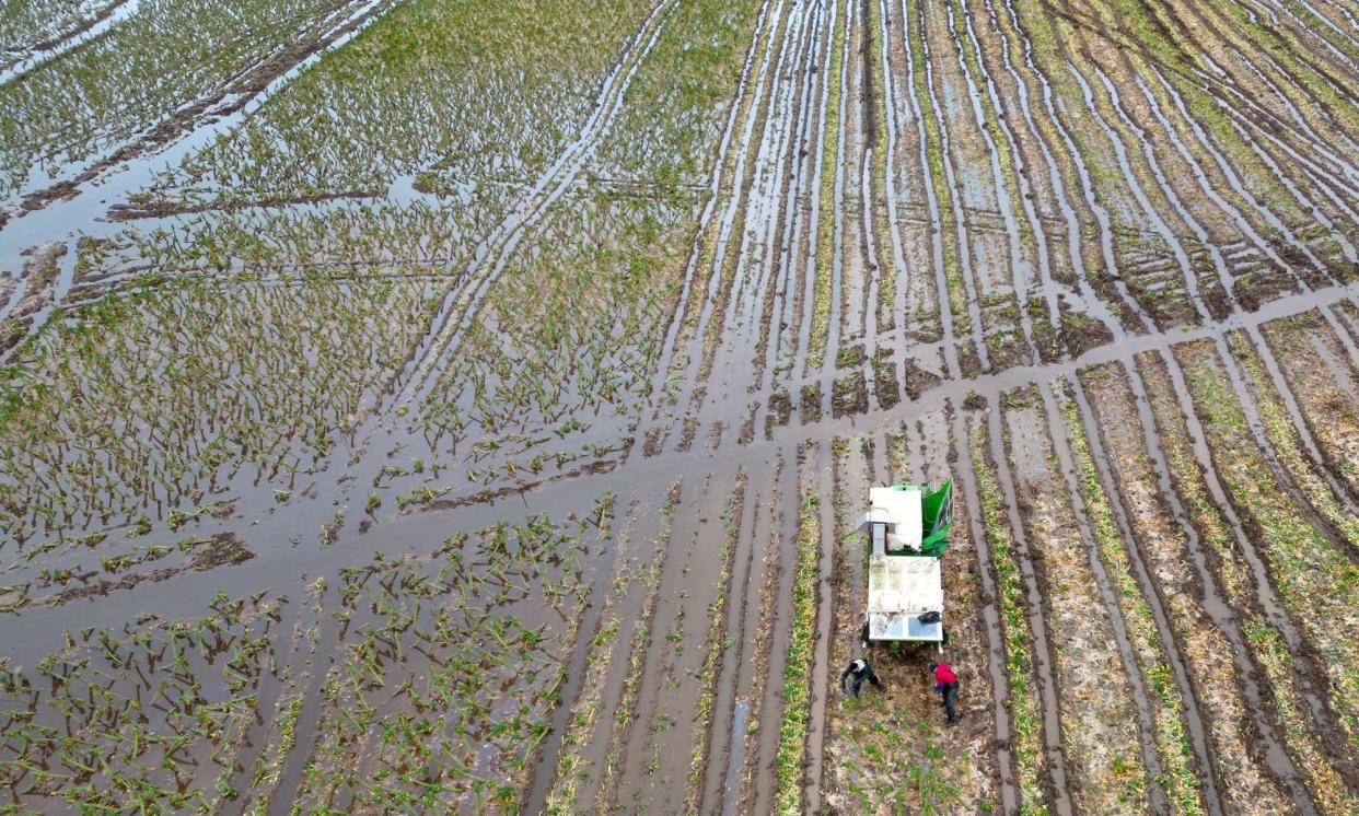 <span>Brussels sprouts being harvested in a flooded Lincolnshire field in January.</span><span>Photograph: Joe Giddens/PA</span>