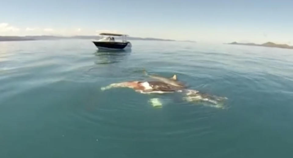 Footage (pictured) shows the shark feeding on a whale carcass