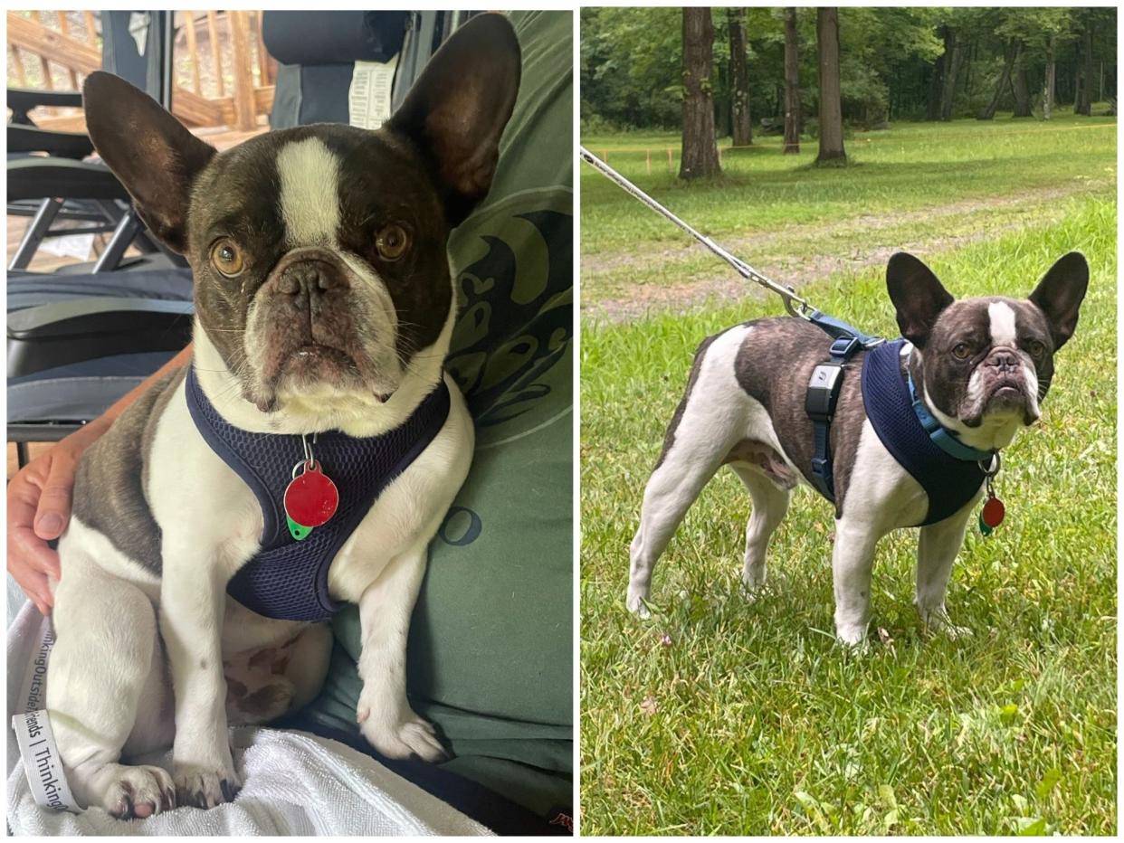 Photos of the abandoned French Bulldog provided by Allegheny County Police Department.