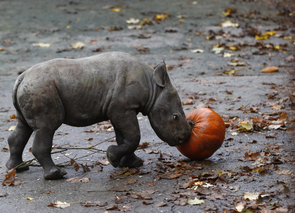 <p>A newly born eastern black rhino plays with a pumpkin in its enclosure at the zoo in Dvur Kralove, Czech Republic, Wednesday, Oct. 25, 2017. (Photo: Petr David Josek/AP) </p>