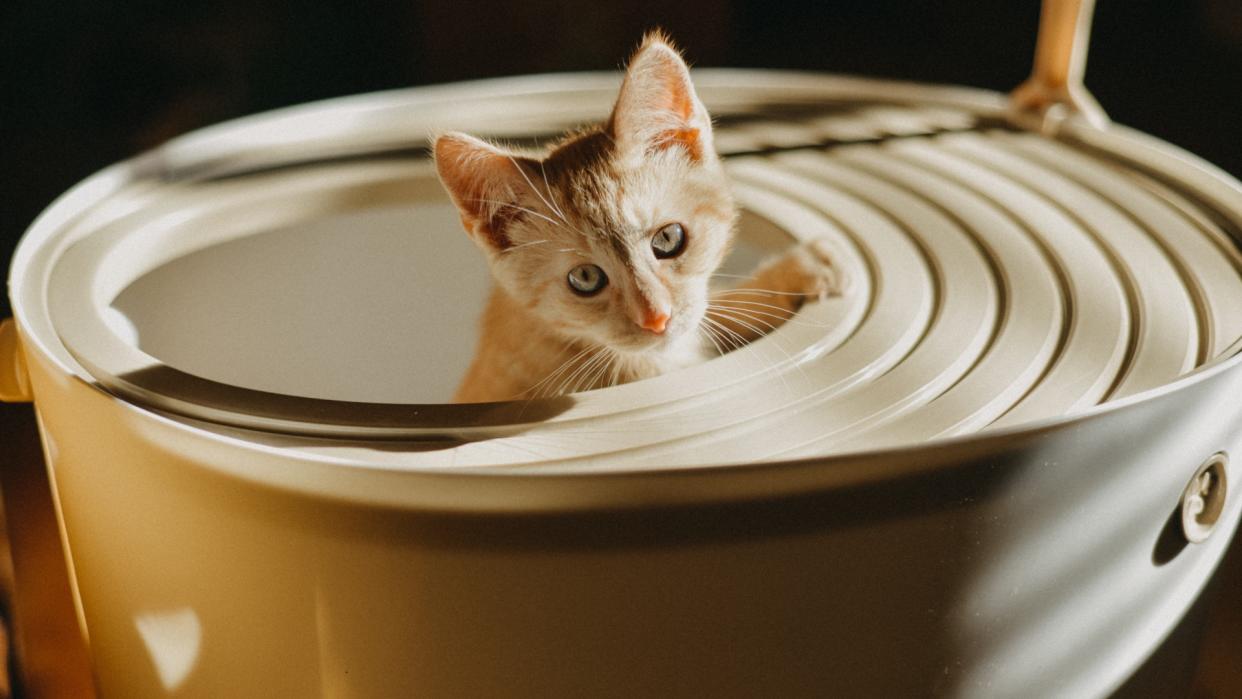  Kitten in litter box. 