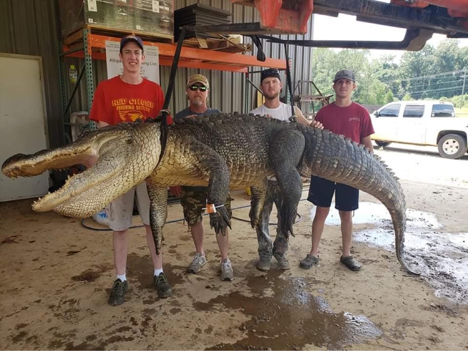(From left) Jordan Hackl of Warrensburg, Illinois, John Hamilton of Raleigh, Todd Hollingsworth and Landon Hollingsworth, both of Mize, pose with an alligator they caught In Mississippi September 2, 2021. Artifacts dating as far back as an estimated 6000 BC were found in the alligator's stomach.