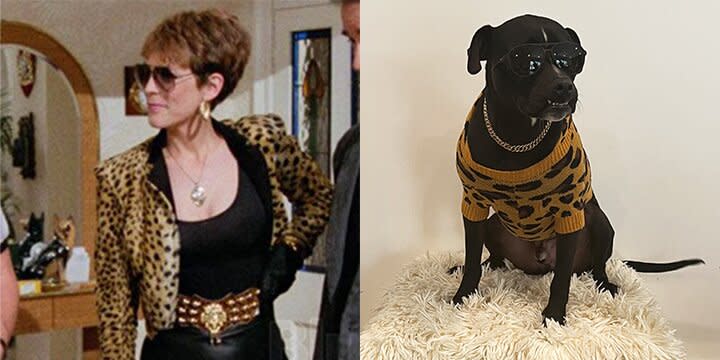 Rescue Dogs Dress Up As Characters from Jamie Lee Curtis Films to Honor Her 2023 SAG Awards Win