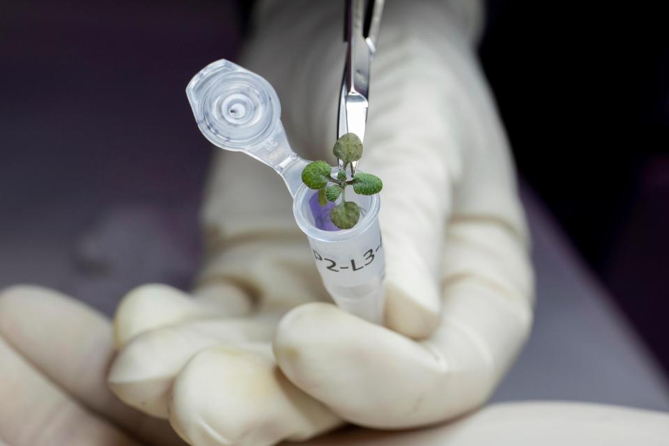 A researcher with the University of Florida's Institute of Food and Agricultural Sciences places a plant grown during a lunar soil experiment in a vial for genetic analysis, at a laboratory in Gainesville. For the first time, scientists have used lunar soil collected by long-ago moonwalkers to grow plants, with results promising enough that NASA and others already are envisioning hothouses on the moon for the next generation of lunar explorers.