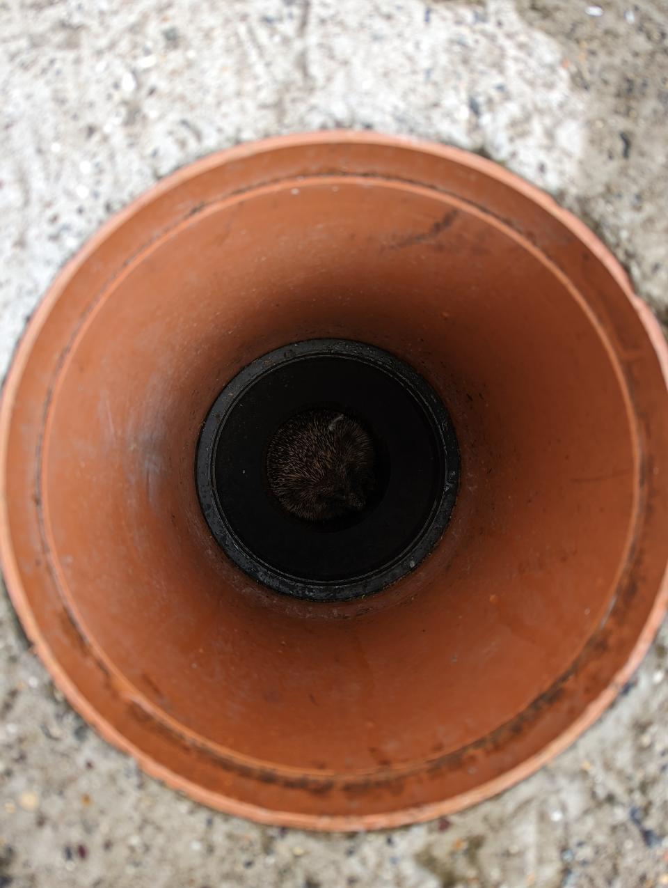 The hedgehog had become wedged in a drainpipe (RSPCA)