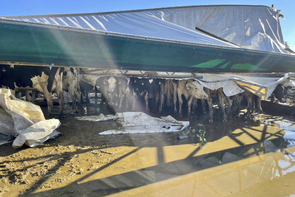 In this image provided by Karlie Eachus, Cows stand under a collapsed barn roof at Wellacrest Farms in Mullica Hill, N.J., A tornado passes passed through the area on Wednesday, Sept. 1, 2021. (Karlie Eachus via AP) (Karlie Eachus via AP)